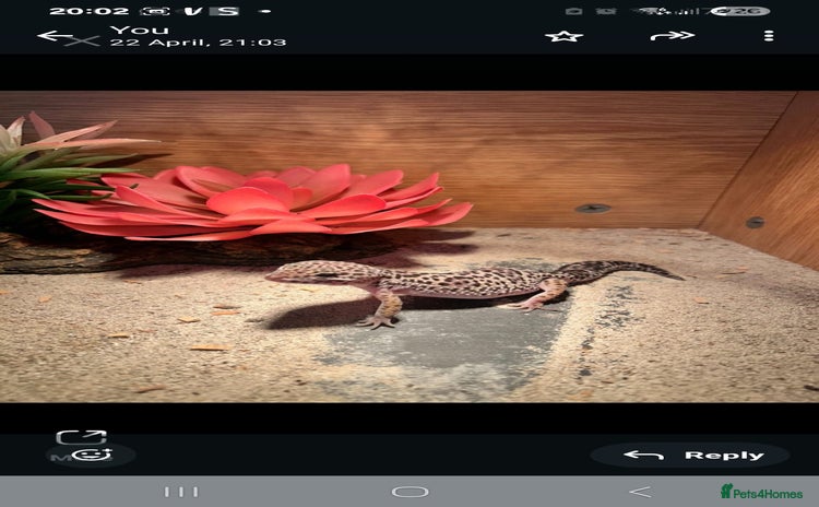 Gecko reptiles - Advert 6