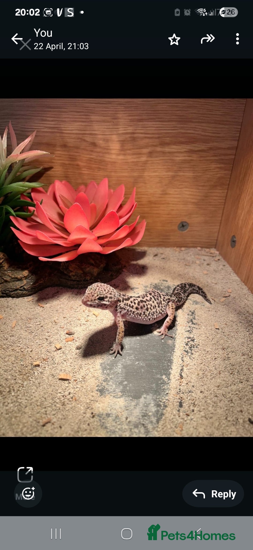 Gecko reptiles for sale: Leopard geko - Image 1