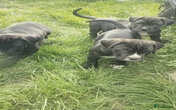 Mixed Breed dogs for sale: Cane Corso x Puppies  - Image 11