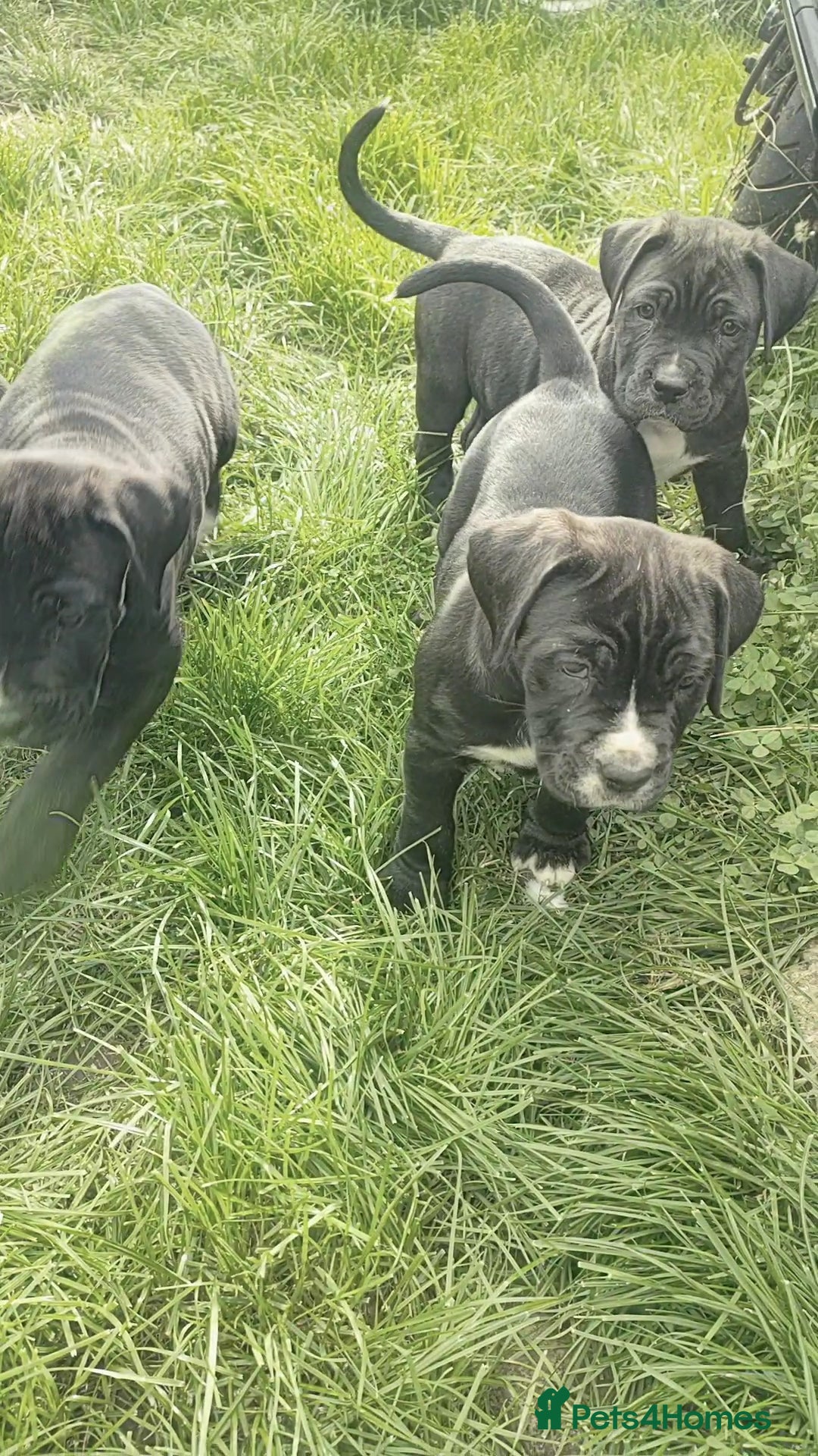 Mixed Breed dogs for sale: Cane Corso x Puppies  - Image 11