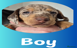 Miniature Dachshund dogs for sale: Miniature Dachshund Pups Looking for Loving Homes - Image 5