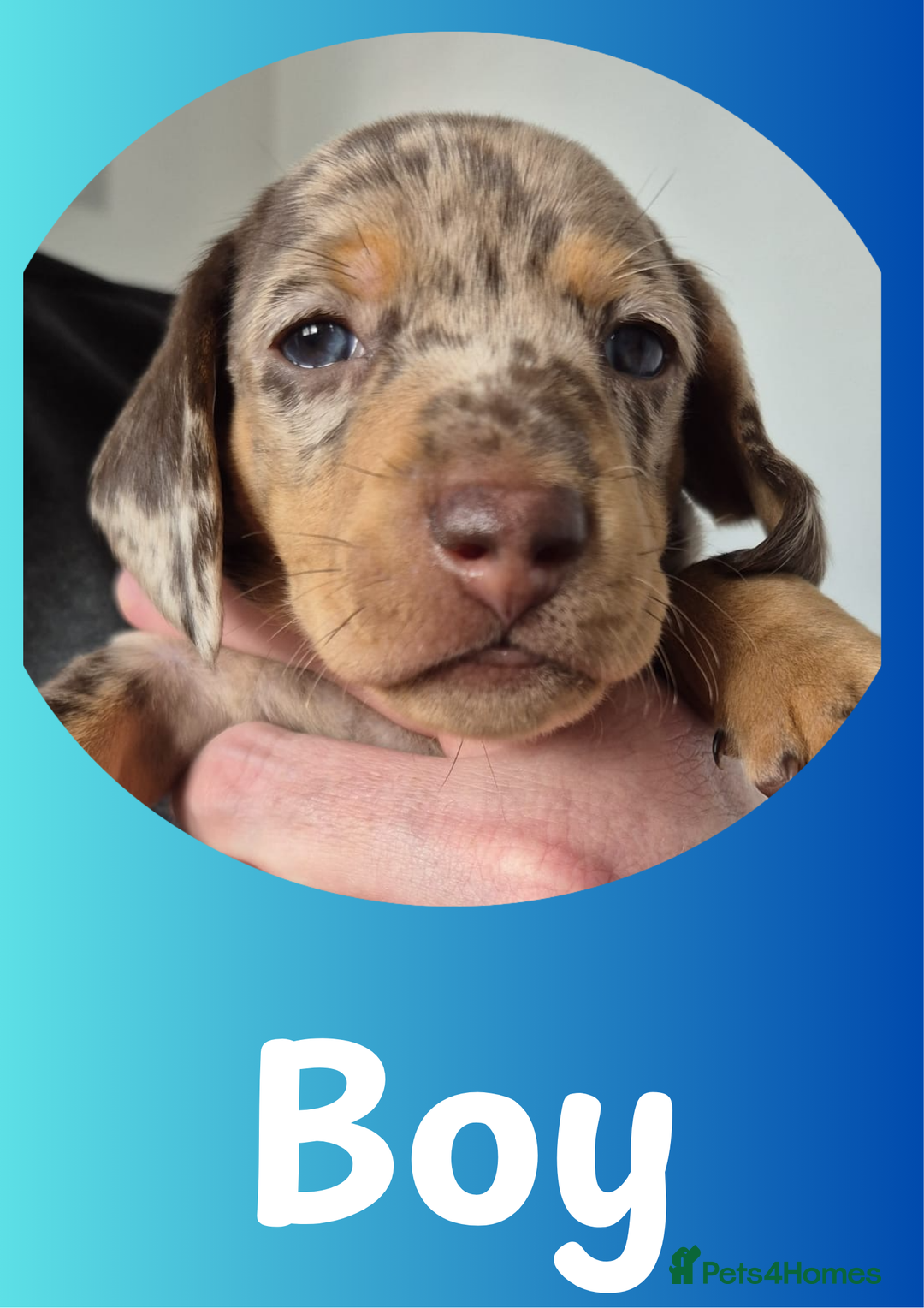 Miniature Dachshund dogs for sale: Miniature Dachshund Pups Looking for Loving Homes - Image 5