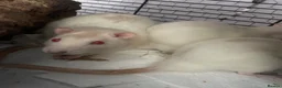 Rat rodents for sale: 4 Rat babies available  - Advert 2