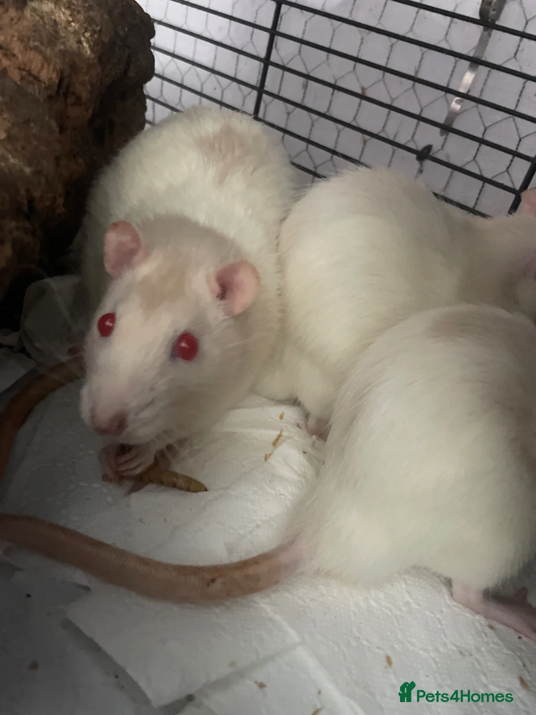 Rat rodents for sale: 4 Rat babies available  - Advert 2