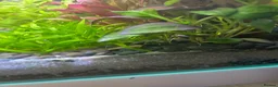 Plecos fish for sale: Normal and albino bristle nose pleco  - Advert 6