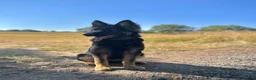 German Shepherd dogs for sale: Loving German Shepherd male - Advert 13