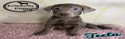 Labrador Retriever dogs for sale: 🩶 Stunning Silver Labrador Puppies 🩶 - Advert 14