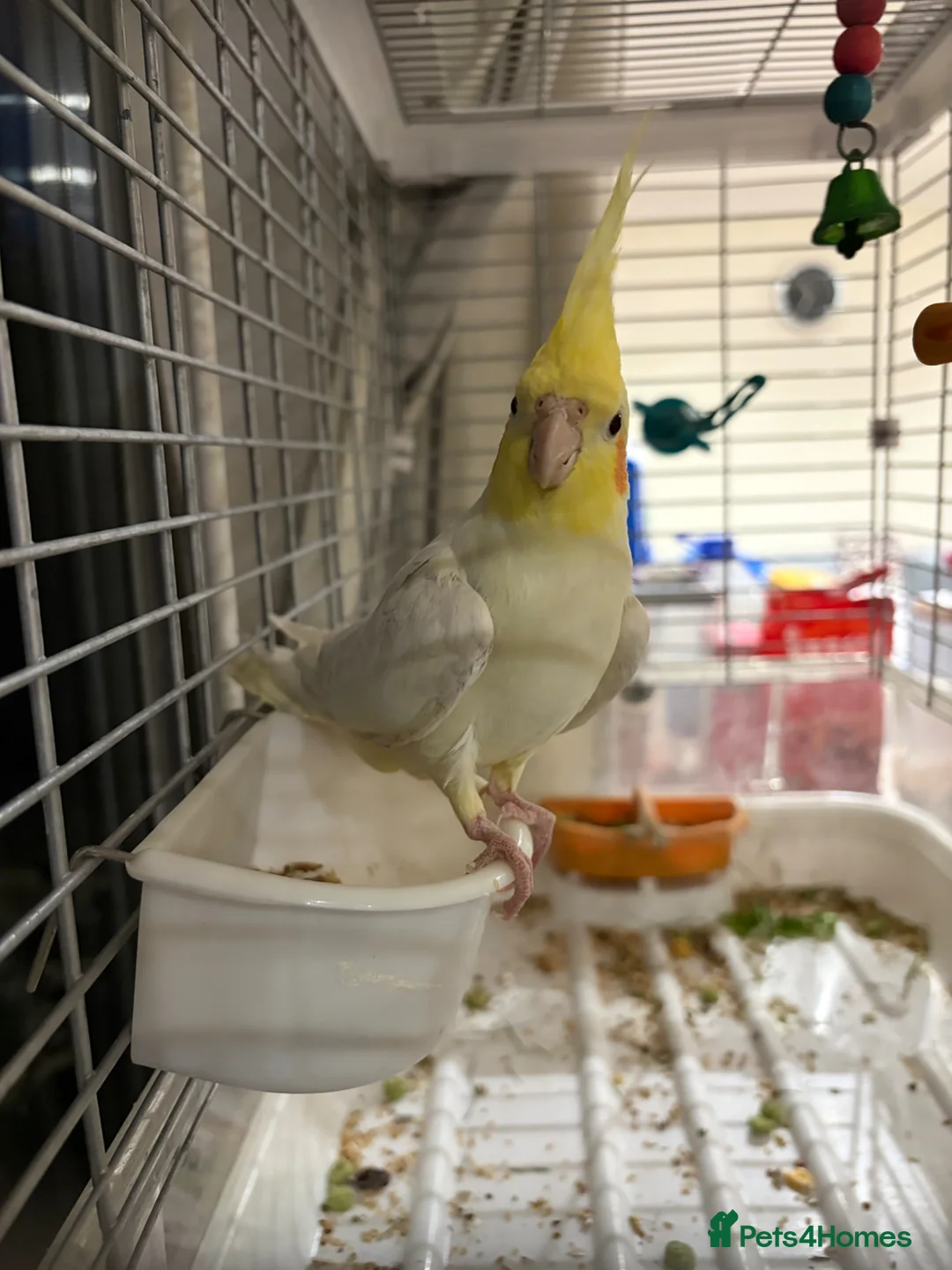 Cockatiels birds for sale: Gorgeous Male Cockatiel💕 in Chichester - Advert 7