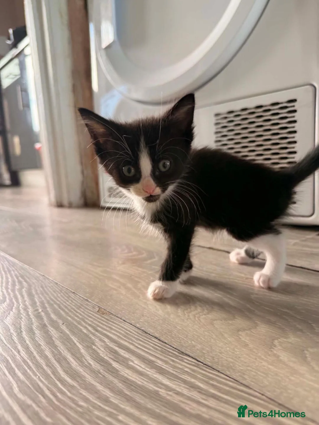 Mixed Breed cats for sale: 5 beautiful playful kittens  - Advert 6