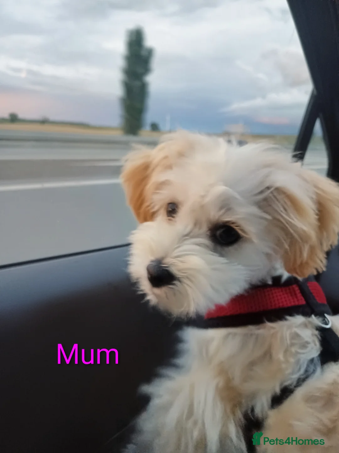 Maltipoo dogs for sale: Maltipoo - Advert 2