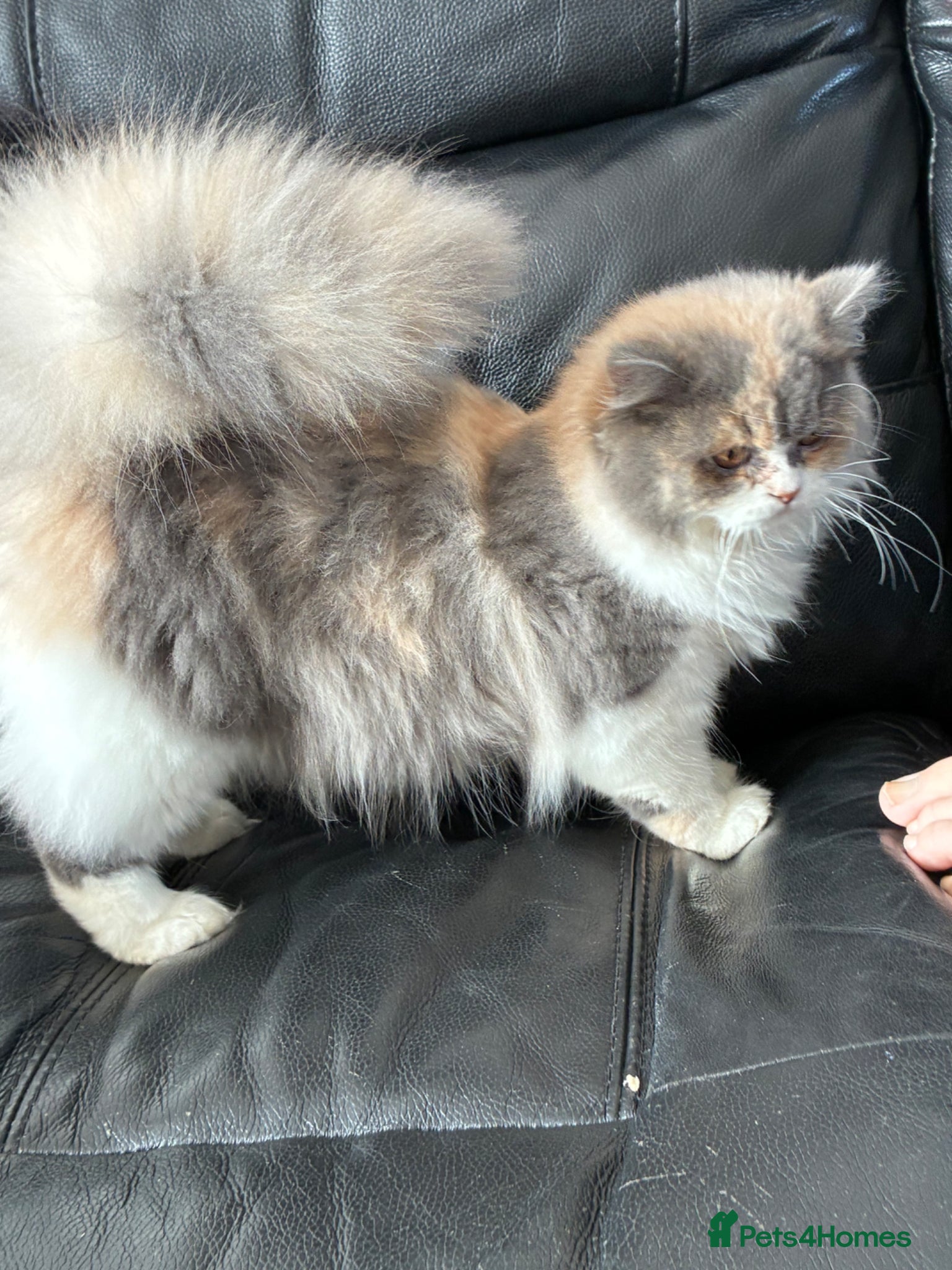 British Shorthair cats READY TO LEAVE 1 LOVELY KITTEN - Advert 13