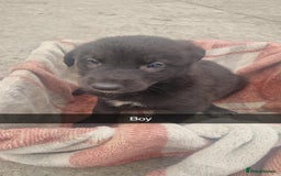 Mixed Breed dogs for sale: Lurcher  pups  - Image 3