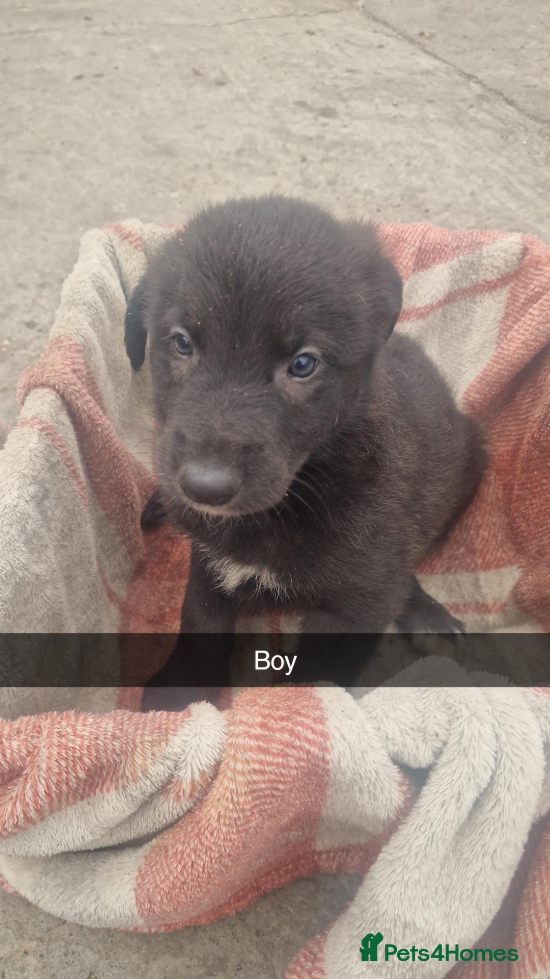 Mixed Breed dogs for sale: Lurcher  pups  - Image 3