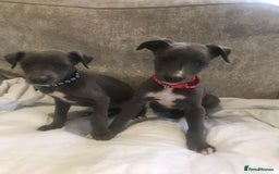 Whippet dogs for sale: Whippet puppies  - Image 5