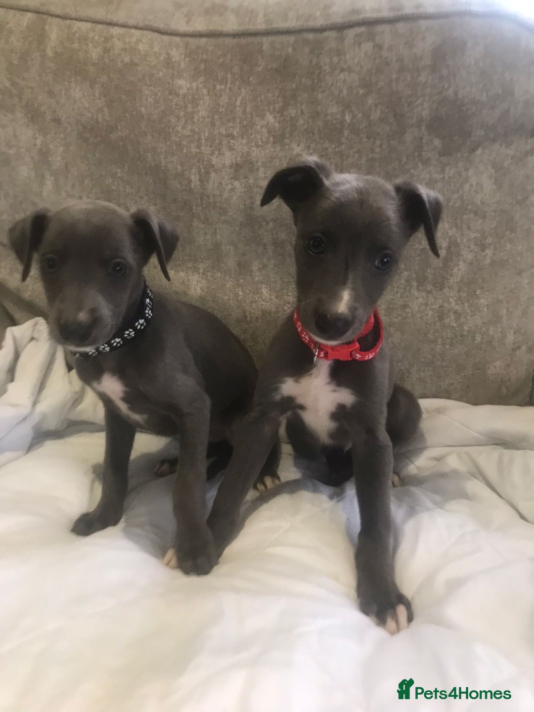 Whippet dogs for sale: Whippet puppies  - Image 5