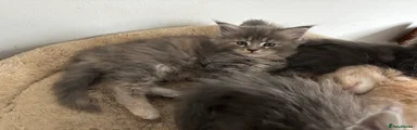 Maine Coon 5