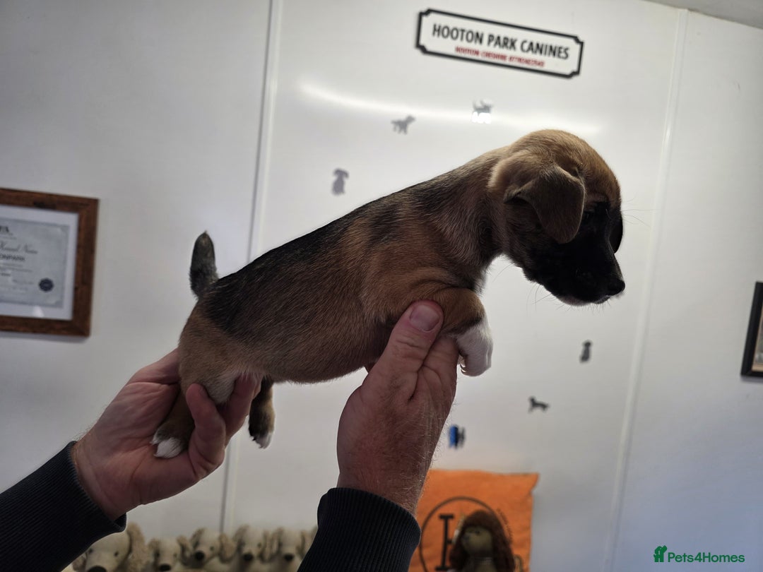 Jack Russell dogs for sale: Beautiful types of broken coated and smoothed  - Image 17