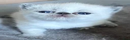 Exotic cats for sale: Colourpoint Exotic Shorthair kittens - Advert 17