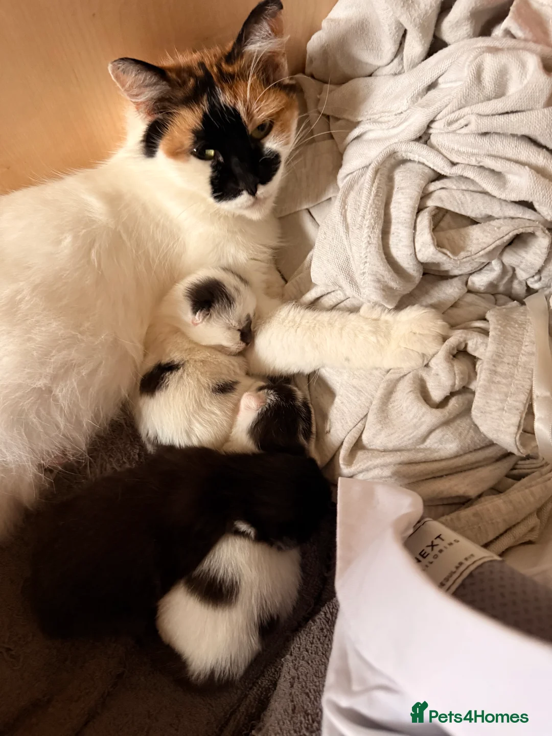 Mixed Breed cats for sale: 3 super friendly girls  - Advert 2