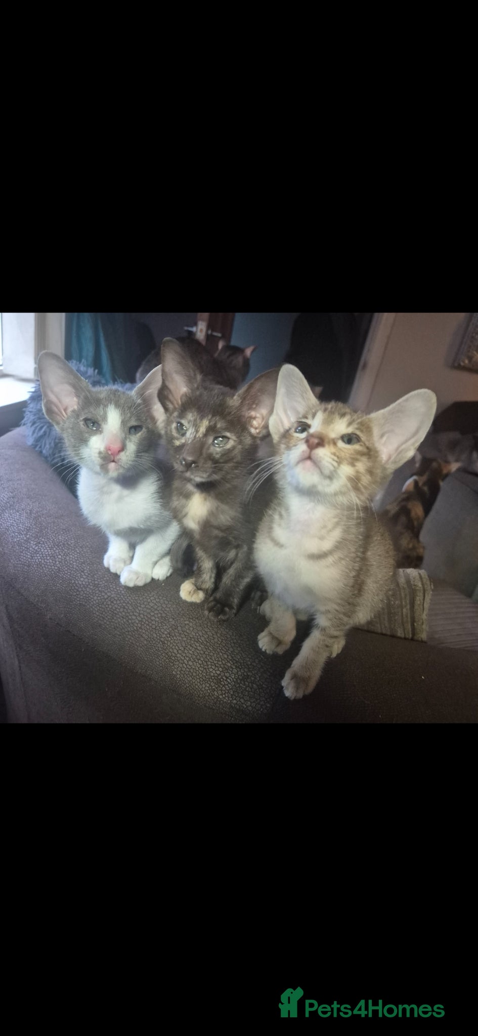 Oriental cats Pedigree Oriental kittens ( only 2 remaining ) - Advert 9