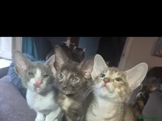 Oriental cats Pedigree Oriental kittens ( only 2 remaining ) - Advert 9