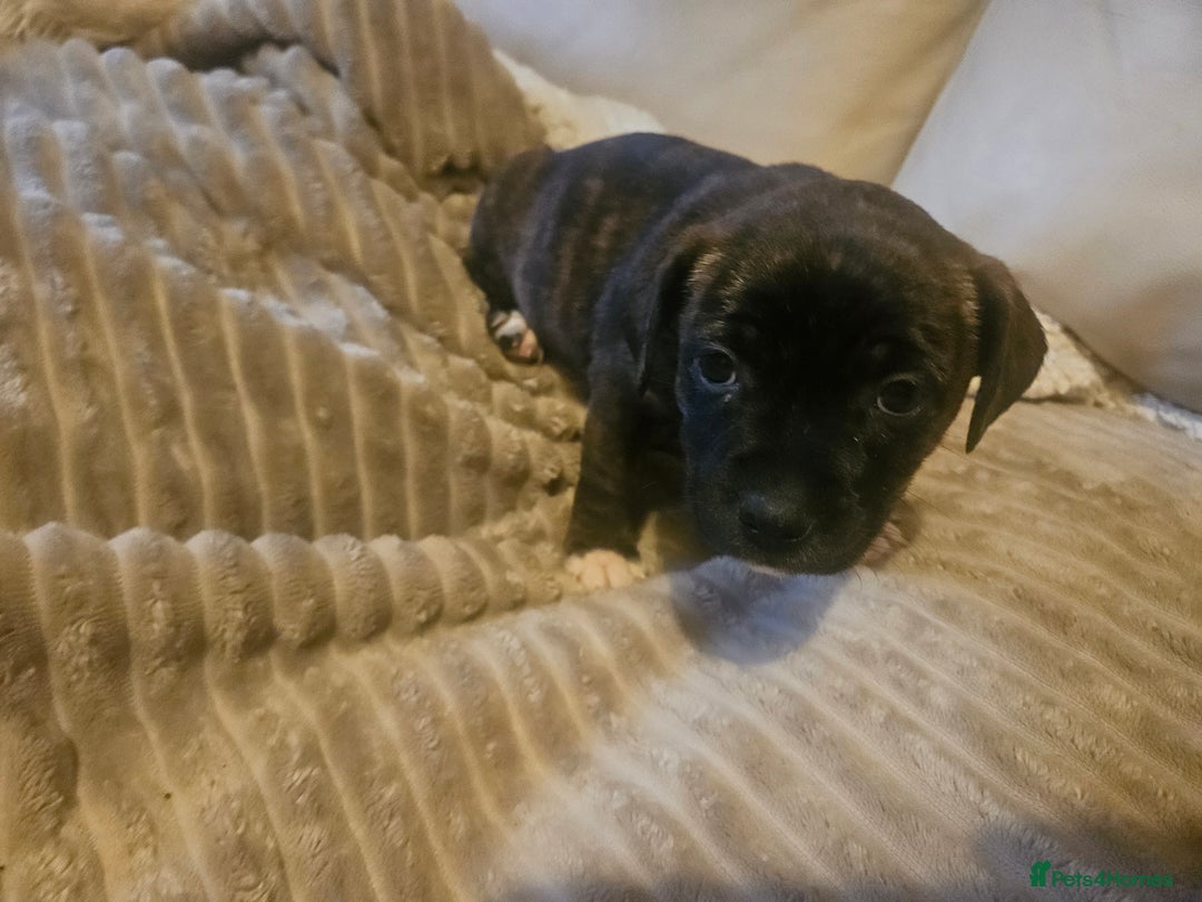 Mixed Breed dogs for sale: Staffy cross jacksui - Advert 12