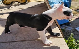 Boston Terrier dogs for sale: REDUCED!! Boston terriers DELIVERY!. - Image 15