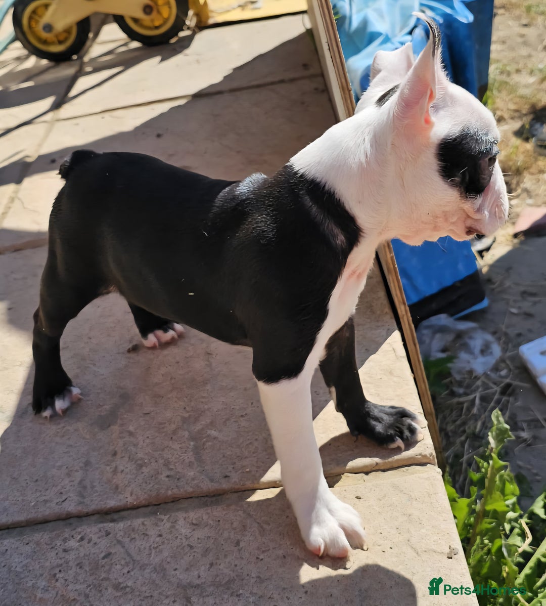 Boston Terrier dogs for sale: REDUCED!! Boston terriers DELIVERY!. - Image 15