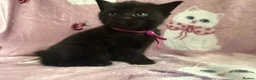 British Shorthair cats for sale: British shorthair X tabby x2 Girls  in Ross-on-Wye - Advert 6