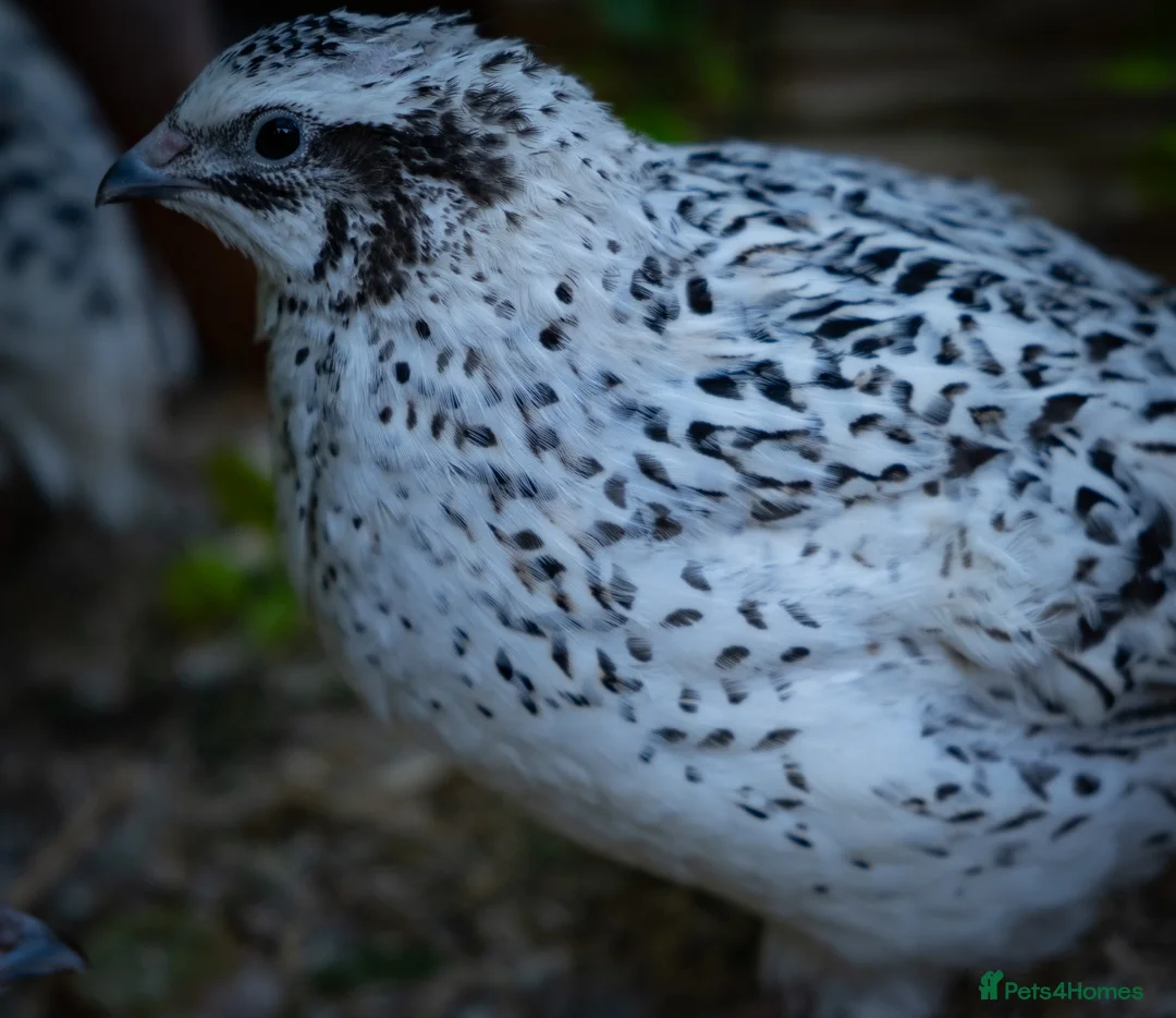 Quail poultry for sale: Coturnix Quail Mixed Colour Hatching Eggs in Camberley - Advert 2