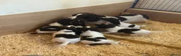 English Springer Spaniel dogs for sale: Springer spaniel pups  - Advert 3