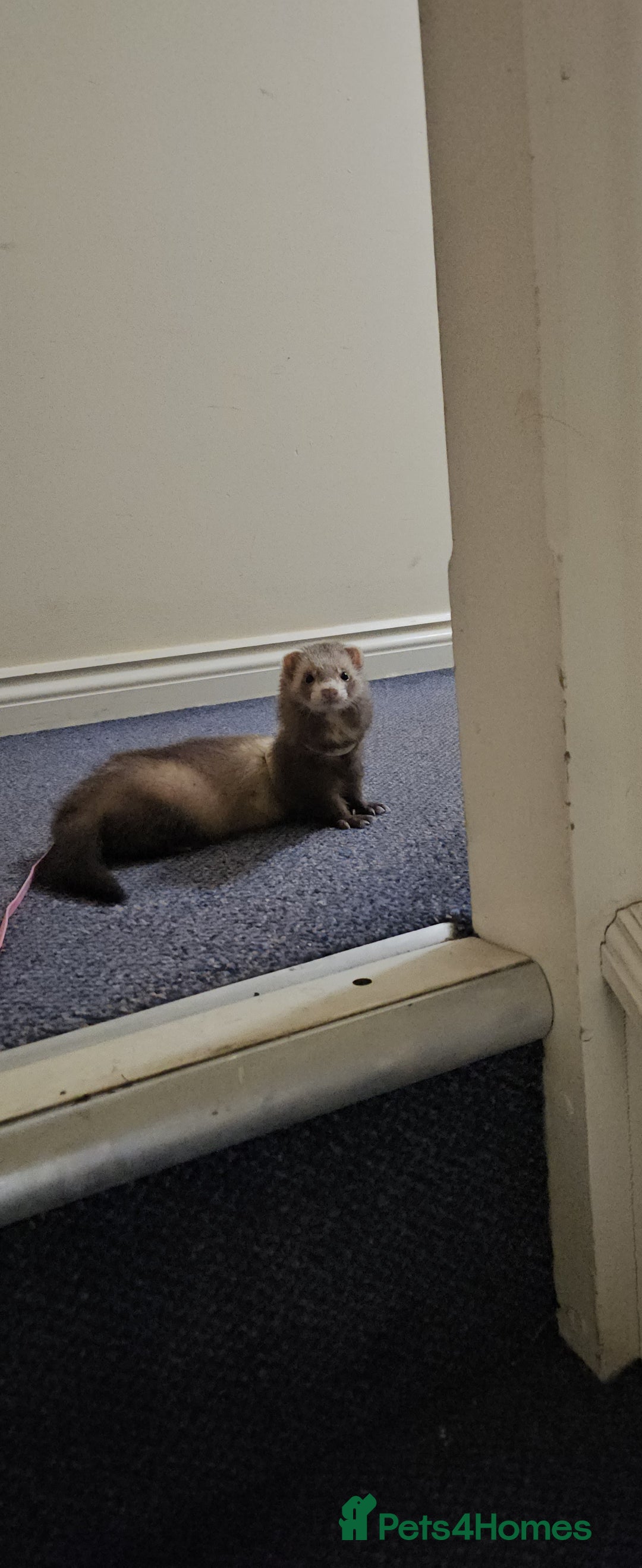 Ferret rodents for sale: Rehome 7month lovely little girl - Advert 2