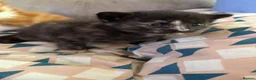 Mixed Breed cats for sale: Gorgeous kittens for perfect home  - Advert 4