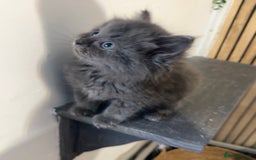 Ragdoll cats for sale: Cross breed Ragdoll kitten - Image 1