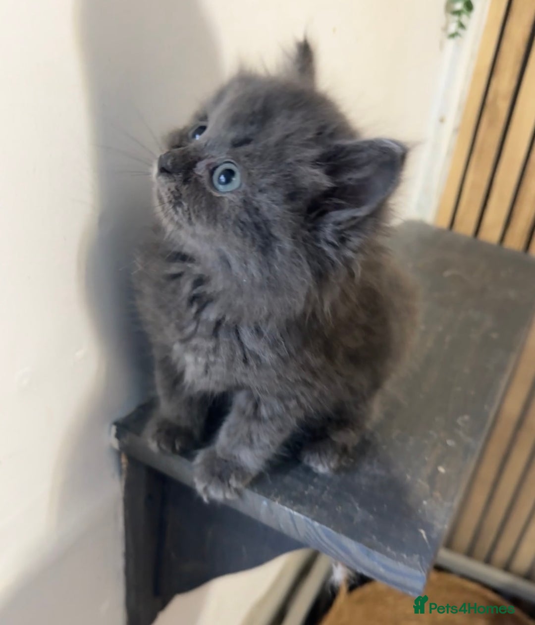 Ragdoll cats for sale: Cross breed Ragdoll kitten - Image 1