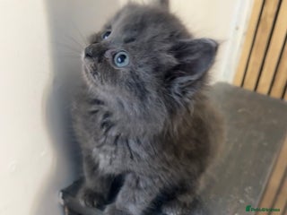 Ragdoll cats for sale - Advert 1