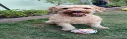 Cockapoo dogs for sale: Forever home for Nala in Derby - Advert 4