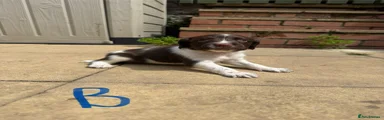 English Springer Spaniel 1