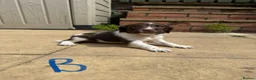 English Springer Spaniel dogs for sale: Beautiful English Springer Spaniel Puppies - Advert 12