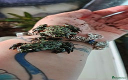 Frog reptiles for sale: 2 male oriental fire belly toads  - Image 4