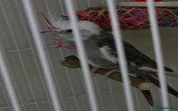 Cockatiels birds for sale: Lovely cockatiel for sale - Image 1