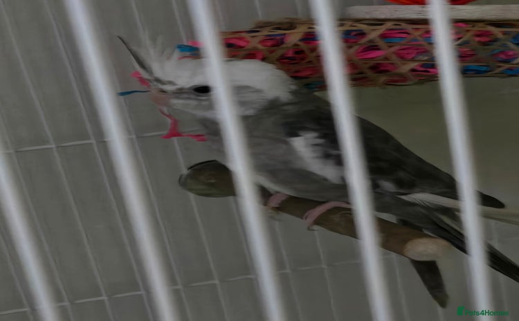 Cockatiels birds - Advert 2