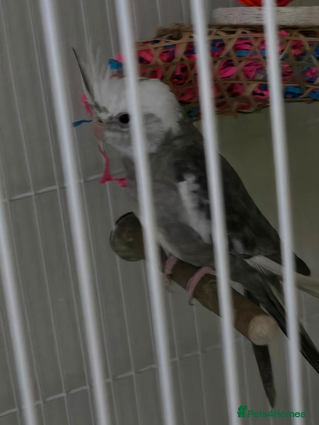 Cockatiels birds for sale: Lovely cockatiel for sale - Image 1