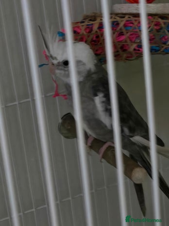 Cockatiels birds - Advert 14