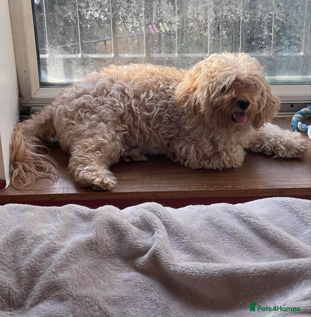 Cavapoochon dogs for sale: Gorgeous toy cavapoochons for sale - Advert 9