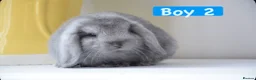 Mini Lop rabbits for sale: Beautiful pure mini lop bunnies   - Advert 10