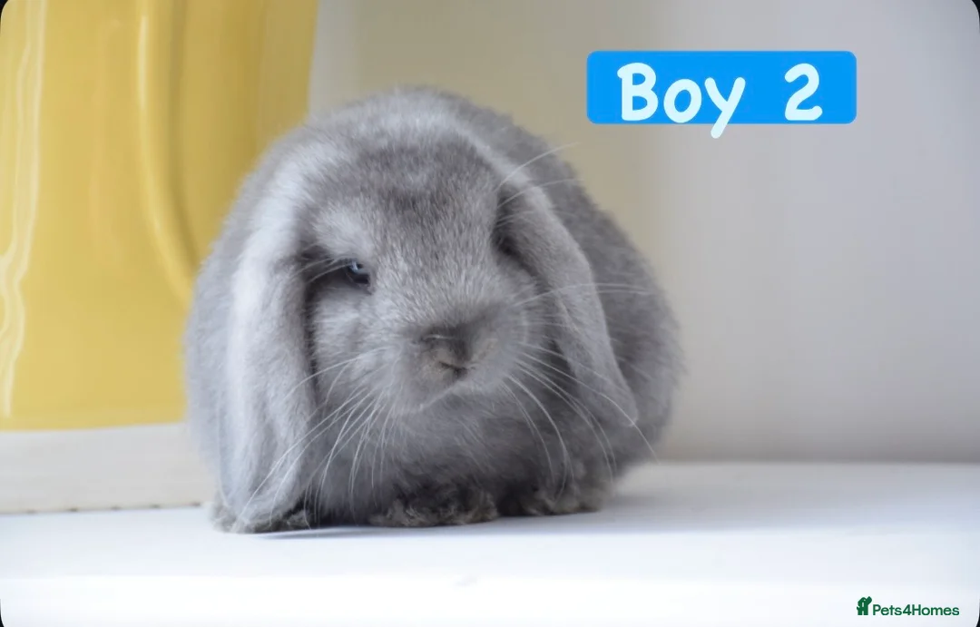 Mini Lop rabbits for sale: Beautiful pure mini lop bunnies   - Advert 10