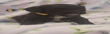 Cockapoo 1