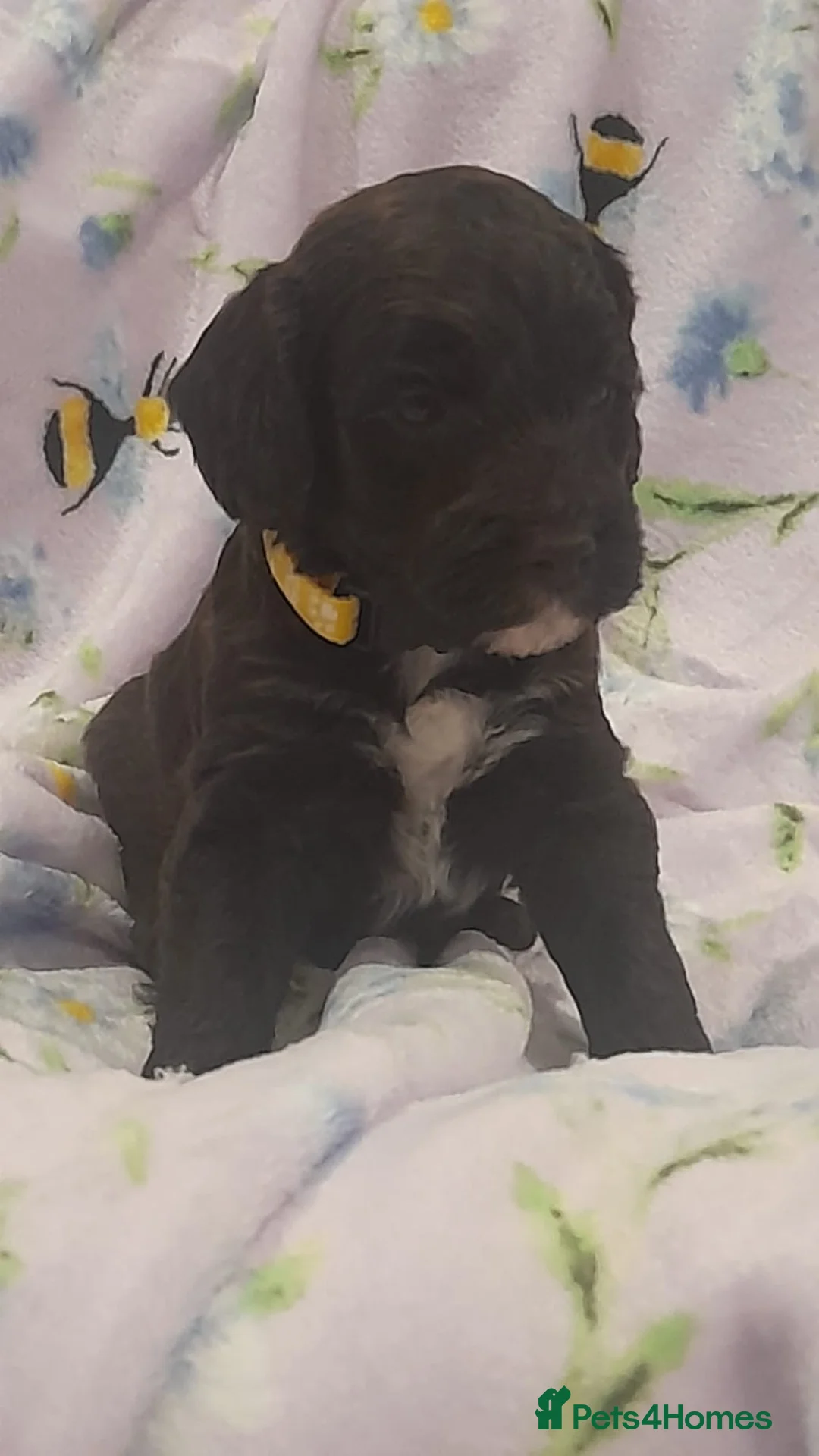 Cockapoo dogs for sale: Exceptional F1 cockapoo puppies  - Advert 30