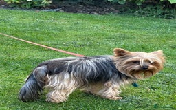 Yorkshire Terrier dogs for sale: Emma  - Image 6